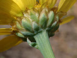 Image of corndaisy