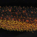 Image of Ashy Sea Cucumber