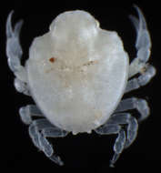 Image of Leucosioidea Samouelle 1819