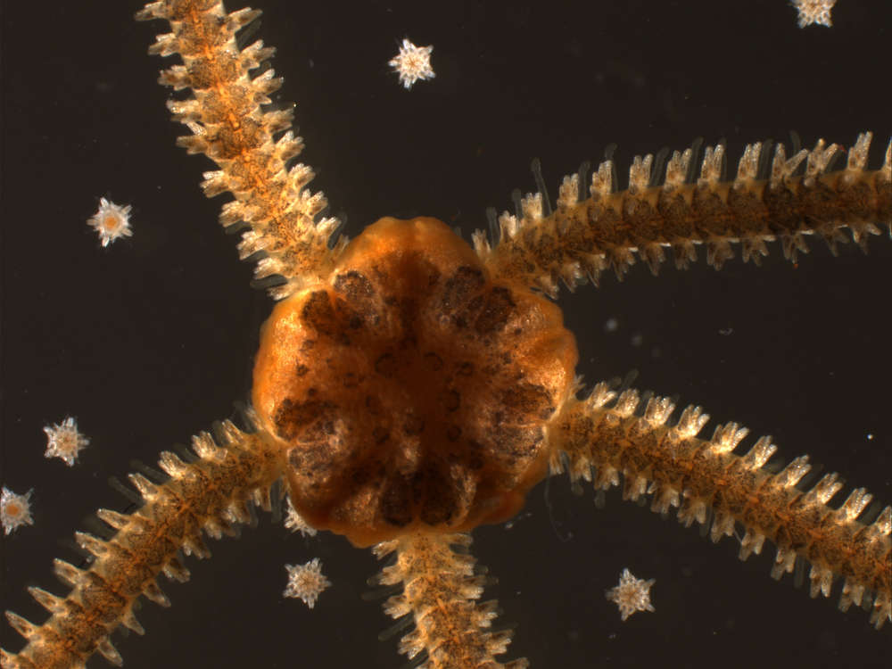 Image of "Starfish, brittle stars, and basket stars"