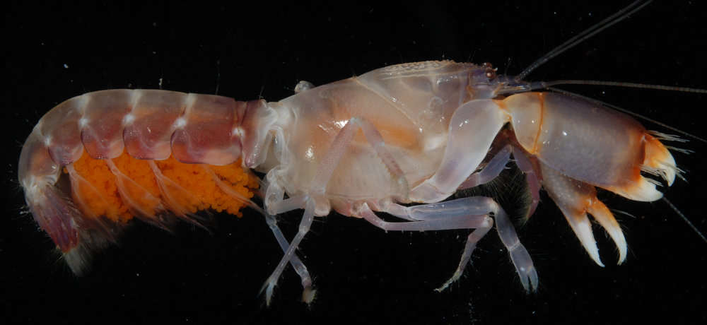 Image of Axiopsis Affinis