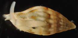 Image of Columbellidae Swainson 1840