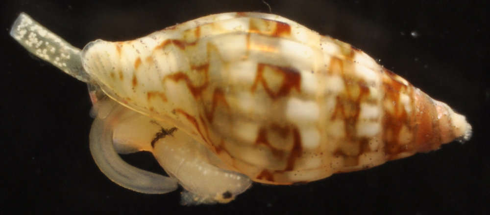 Image of neogastropods: whelks & cone shells