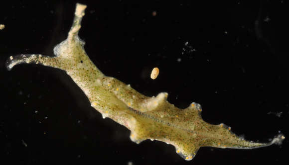 Image of Plakobranchacea