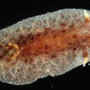 Image of Thordisa albomacula Chan & Gosliner 2007