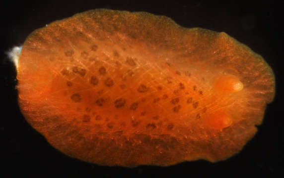 Image of Gymnodorididae