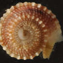 Image of sun shells