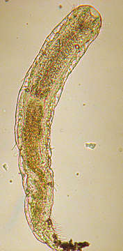 Image of Macrodasyidae