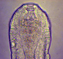 Cephalodasyidae的圖片