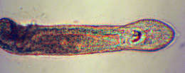 Image of jaw worms