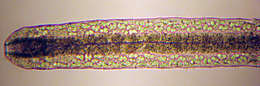 Image of Cephalodasyidae