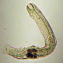 Image of Anandrodasys agadasys (Hochberg 2003)
