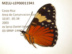 Imagem de Hamadryas amphinome Linnaeus 1767