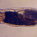 Image of rotifers