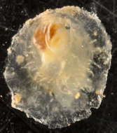 Image of Anomioidea Rafinesque 1815