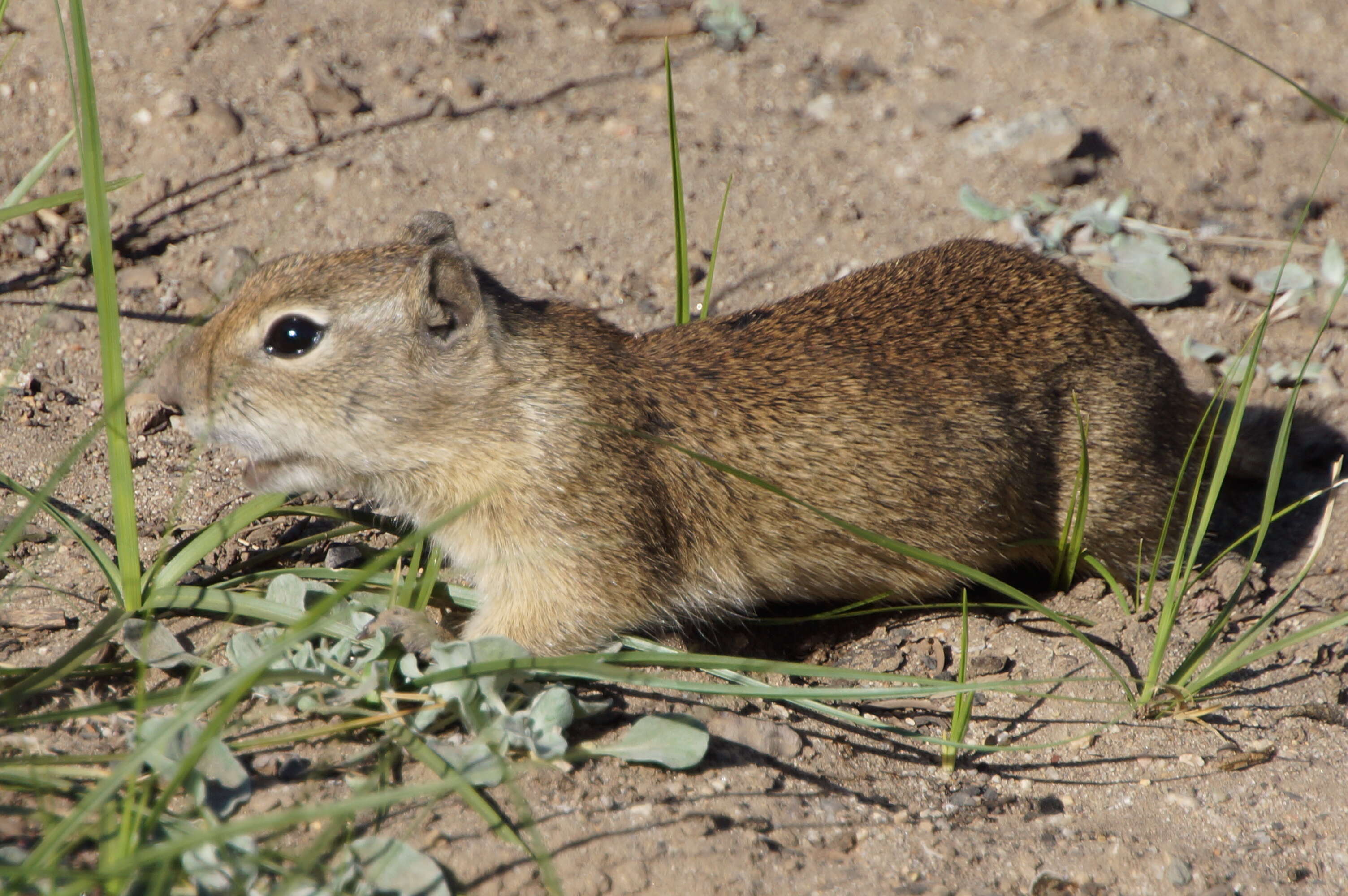 Image of Belding's ground squirrel