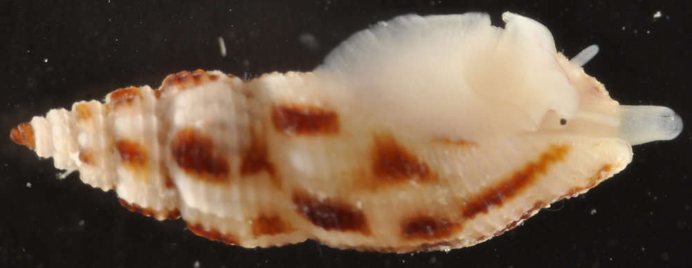 Image of Raphitomidae Bellardi 1875