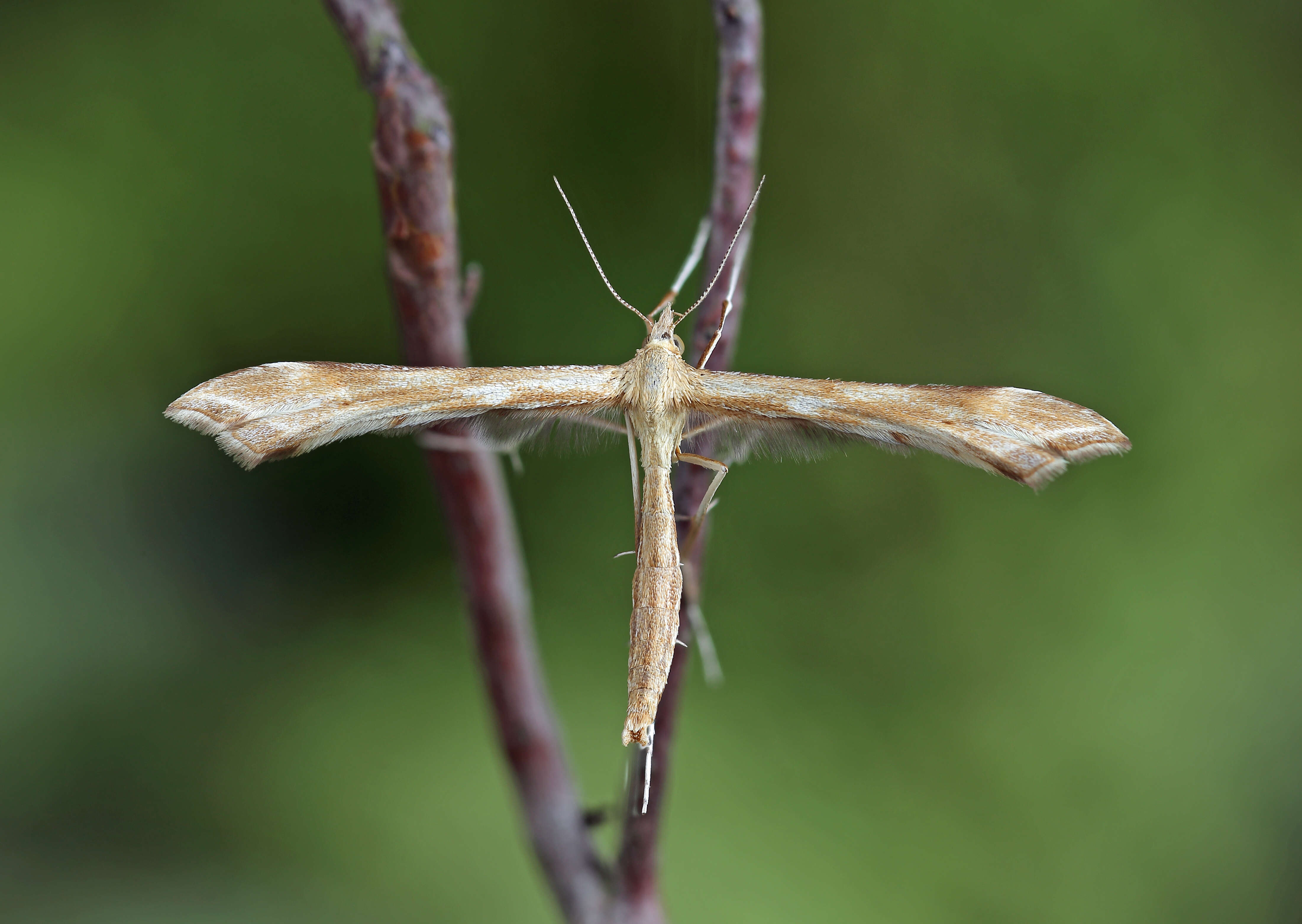 Image of Gillmeria pallidactyla (Haworth 1811)