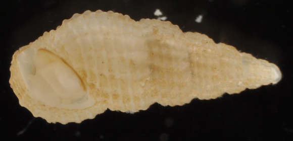 Image of Rissooidea Gray 1847
