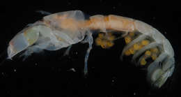 Image of ghost shrimps