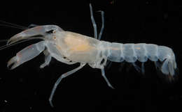 Image of ghost shrimps