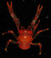 Image of <i>Galathea tongi</i>
