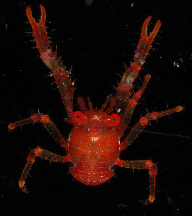 Image of <i>Galathea tongi</i>