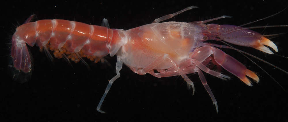 Image of Axiopsis Affinis