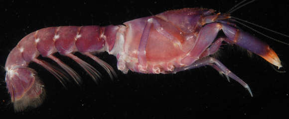 Image of <i>Axiopsis serratifrons</i>