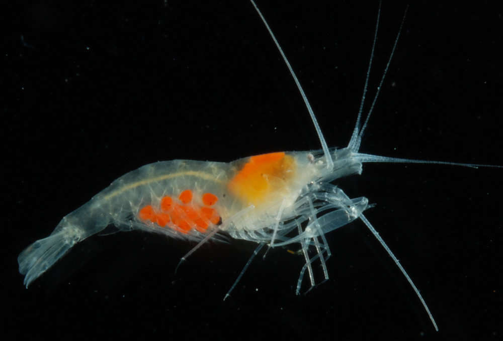 Image of Salmoneus gracilipes Miya 1972