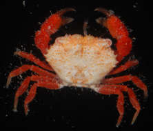 Image of Gorilla crabs