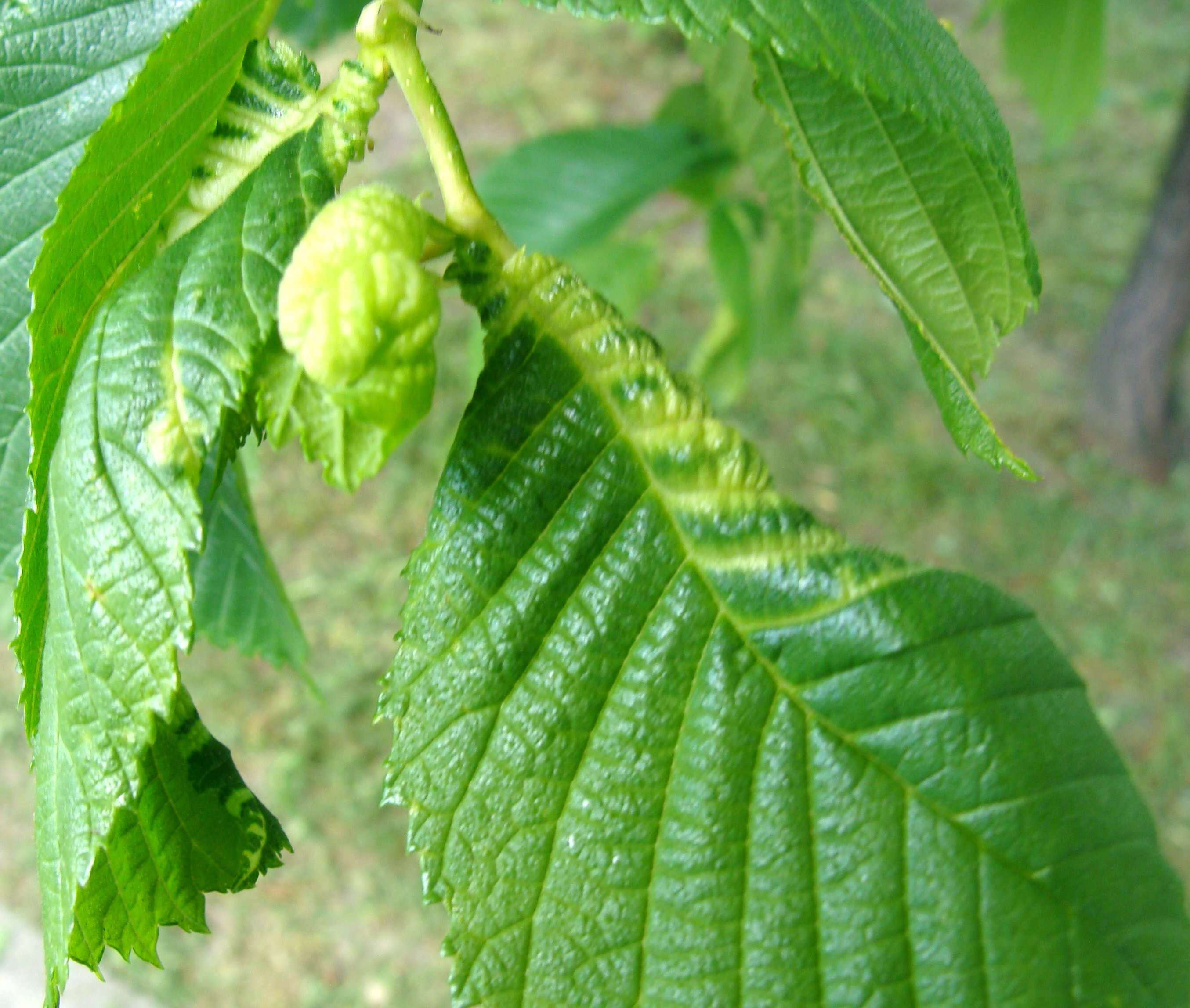 Image of Woolly aphids