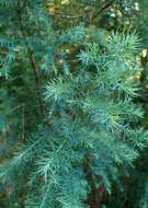 Image of Willowmore Cypress