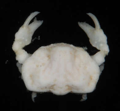 Image of <i>Oreotlos lagarodes</i>