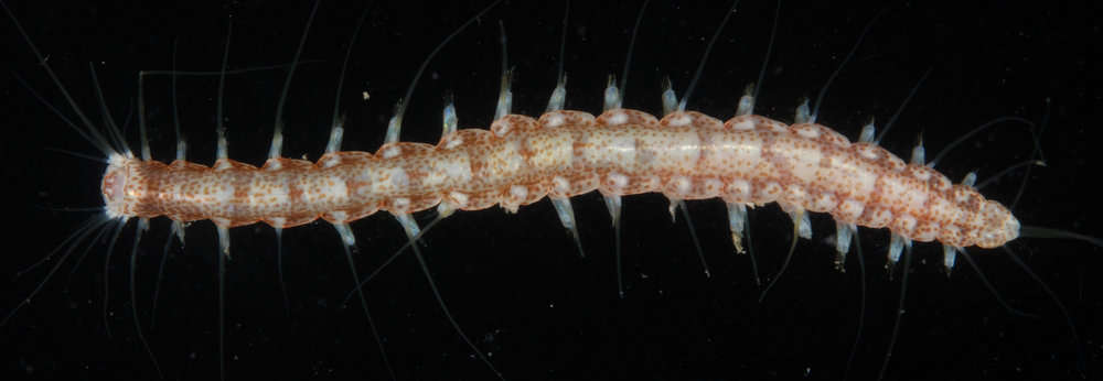 Image of Hesioninae