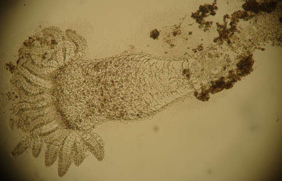 Image of Haleciidae Hincks 1868