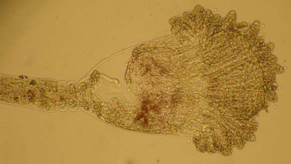 Image of Leptothecata Cornelius 1992