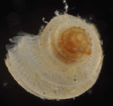 Plancia ëd Tornidae Sacco 1896