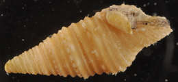 Image of <i>Turridrupa modesta</i>