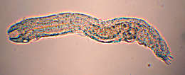 Image of gastrotrichs