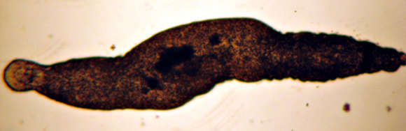 Image of jaw worms