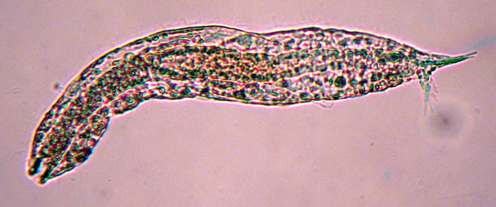 Image of Turbanellidae