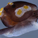 Image of Colpodaspis thompsoni G. H. Brown 1979