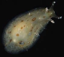 Image of Anaspidea