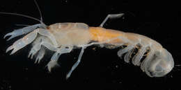 Image of ghost shrimps