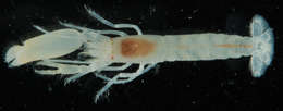 Image of smoothclaw snapping shrimp