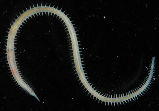 Image of bloodworms