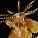 صورة Bunodeopsis medusoides (Fowler 1888)