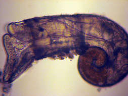 Sivun Caecidae Gray 1850 kuva