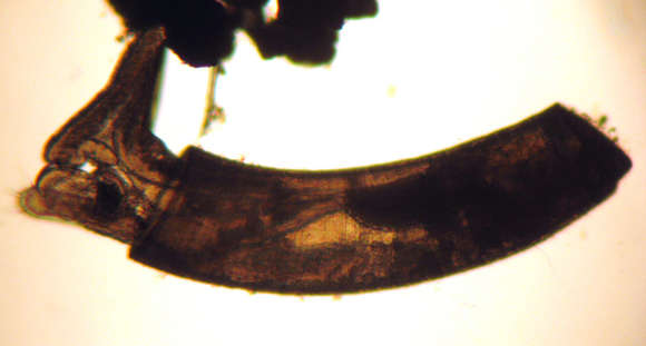 Image of Caecidae Gray 1850